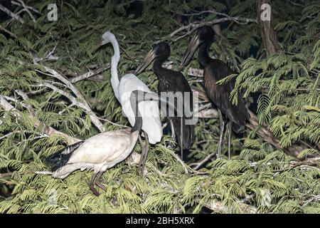 Un Ibis sacré en raies, Threskiornis aethiopicus, Openbill africain, Anastomus lamelligerus & Cattle Egret, Bubulcus ibis, dans un brousse thorine pour la nuit Banque D'Images