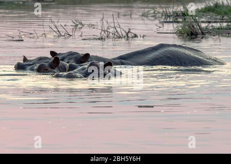 Hippo et Paysage au crépuscule, Parc national Nkasa Rupara (Mamili), Strip de Caprivi, Namibie, Afrique Banque D'Images