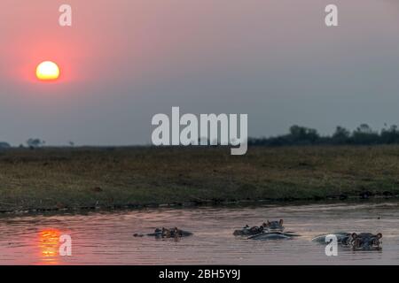 Paysage hipos et coucher de soleil, Parc national Nkasa Rupara (Mamili), Caprivi Strip, Namibie, Afrique Banque D'Images