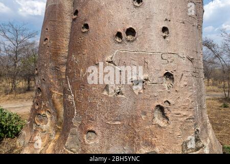 Tronc, arbre Baobab, baobab africain, arbre de rat mort, arbre de pain de singe, crème de tartre, arbre à l'envers, Livingstone, Zambie, Afrique Banque D'Images