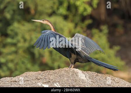 Darter africain aka anhingas, Snakebird, Anhinga melanogaster, séchage des plumes après une plongée, crépuscule, rivière Kafue, parc national de Kafue, Zambie, Afrique Banque D'Images