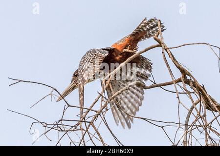 Femme Kingfisher géant, Megaceryle maxima, Kague River, Kague National Park, Zambie, Afrique Banque D'Images