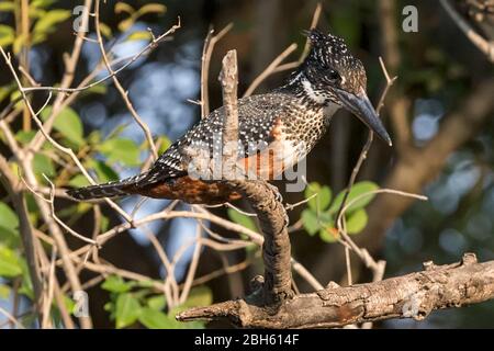 Femme Kingfisher géant, Megaceryle maxima, Kague River, Kague National Park, Zambie, Afrique Banque D'Images