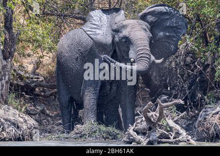 Bull Elephant, lavage, rivière Kafue, Parc national de Kafue, Zambie, Afrique Banque D'Images