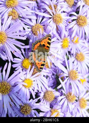 Un petit papillon tortoiseshell se nourrissant sur un tapis de fleurs d'Aster Banque D'Images