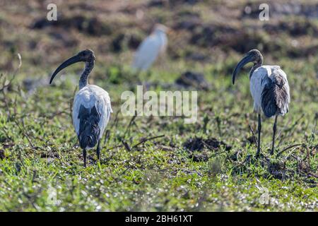 Ibis sacré africain, Threskiornis aethiopicus, Kafue River, Kafue National Park, Zambie, Afrique Banque D'Images