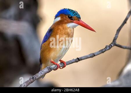 Malachite Kingfisher, Corythornis cristatus, Kafue River, Kafue National Park, Zambie, Afrique Banque D'Images