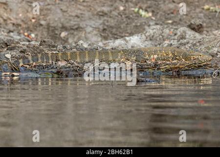 Nile (orné) Monitor Lizard, Varanus ornatus / Varanus niloticus, basking, Kafue River, Kafue National Park, Zambie, Afrique Banque D'Images