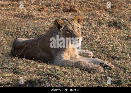 Jeunes frères lion, crépuscule, rivière Kafue, parc national Kafue, Zambie, Afrique Banque D'Images