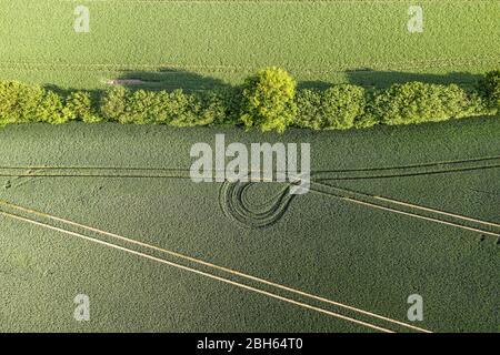 vue aérienne d'une haie murale entre les champs agricoles Banque D'Images