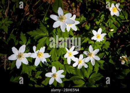 Un groupe de flotteurs de bois Anemone, Anemone nemorosa, dans une forêt près du lac Vansjø à Østfold, Norvège. Banque D'Images