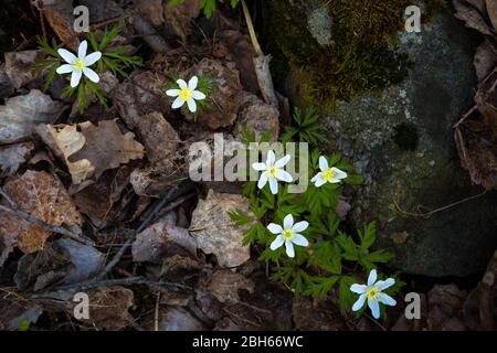 Un groupe de flotteurs de bois Anemone, Anemone nemorosa, dans une forêt près du lac Vansjø à Østfold, Norvège. Banque D'Images