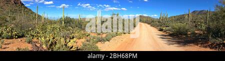 Panorama de Saguaro National Park près de Tucson en Arizona USA Banque D'Images