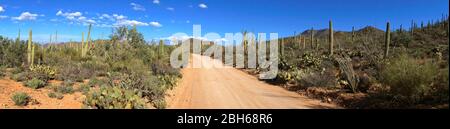 Panorama de Saguaro National Park près de Tucson en Arizona USA Banque D'Images