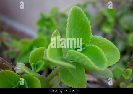 Feuilles vertes fraîches de borage indien, borage de pays (nom botanique - Plectranthus amboinicus) Banque D'Images