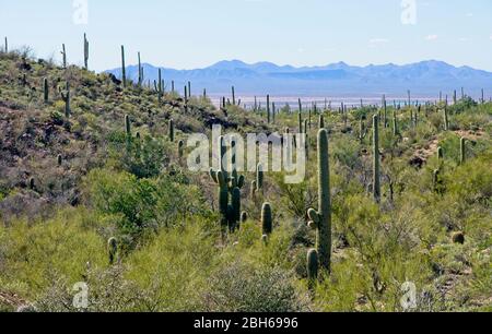 Saguaro National Park près de Tucson en Arizona États-Unis Banque D'Images