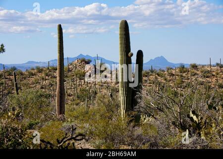 Saguaro National Park près de Tucson en Arizona États-Unis Banque D'Images