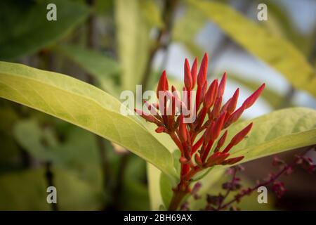 Belle vue sur la plante à fleurs Ixora coccinea. Aussi connu sous le nom de géraniums de jungle, flamme des bois ou flamme de jungle. Fleur nationale du Suriname Banque D'Images