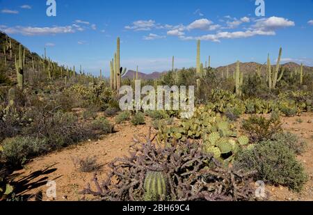 Saguaro National Park près de Tucson en Arizona États-Unis Banque D'Images