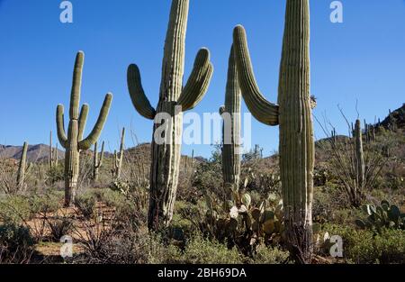Saguaro National Park près de Tucson en Arizona États-Unis Banque D'Images