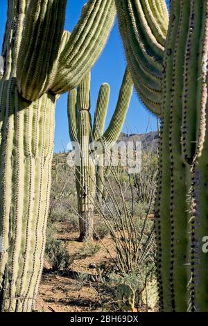 Saguaro National Park près de Tucson en Arizona États-Unis Banque D'Images