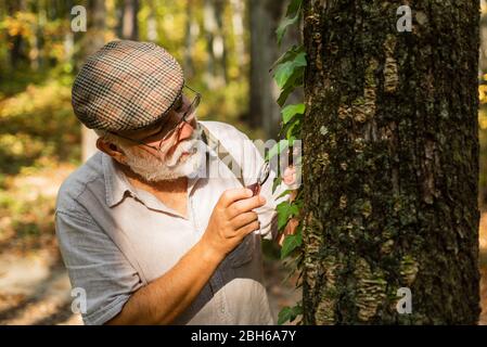 Ancien homme scientifique. Le botaniste examine les plantes. Grand-père barbu en forêt. Curiosité à la botanique. Détective picky dans la forêt. Explorez la nature. Retraité avec loupe pour explorer la forêt d'automne jour. Banque D'Images