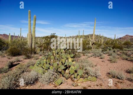 Le Piar d'Engelmann (Opunita engelmannii) dans le monument national du Cactus à tuyaux d'organes en Arizona aux États-Unis Banque D'Images