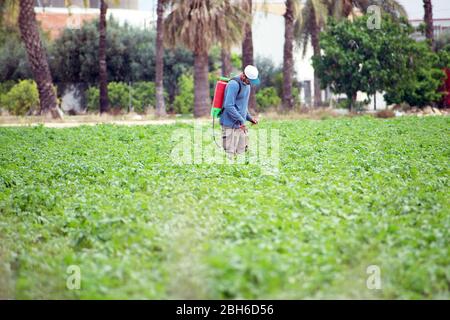 Fumigation des mauvaises herbes. Agriculture écologique biologique. Vaporiser des pesticides, pesticides sur la plantation agricole de plantes de pommes de terre en croissance, espagne. Homme s Banque D'Images