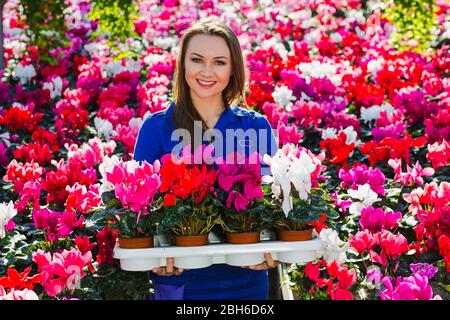 jardinier prépare des fleurs en pot pour la vente à la serre Banque D'Images