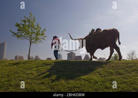 Austin, Texas États-Unis, 18 mars 2009 : un cowboy de rodéo avec son cap Longhorn marche sur un pull avec le centre ville d'Austin en arrière-plan. ©Bob Daemmrich Banque D'Images