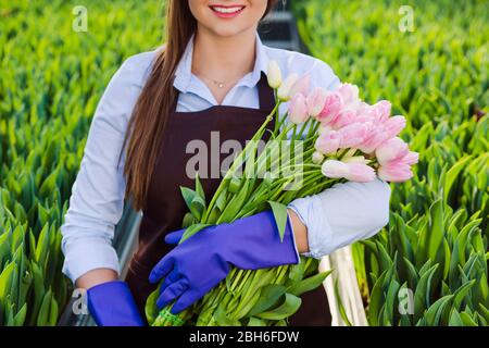 les mains féminines portent des gants de protection portant un bouquet de tulipes debout dans une serre Banque D'Images