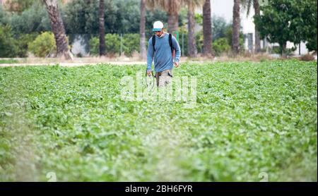 Fumigation des mauvaises herbes. Agriculture écologique biologique. Vaporiser des pesticides, pesticides sur la plantation agricole de plantes de pommes de terre en croissance, espagne. Homme s Banque D'Images