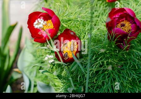 Pivoine à petits feuilles ou pivoine à feuilles étroites Paeonia tenuifolia L. . Fleurs pivoines de gros plan. Les abeilles pollinisent et collectent le nectar du buisson de pivoine à fleurs Banque D'Images