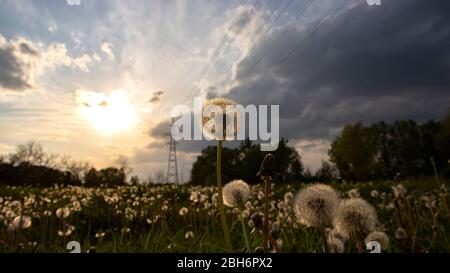 Des fleurs de pissenlit se rapprochent au premier plan, illuminées par le soleil au-delà du champ, avec des nuages de tempête approchant. Banque D'Images