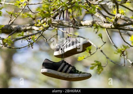 Baskets de style Plimsoll noir et blanc avec trois bandes blanches et côté blanc des semelles, lacets sombres sur un violet près sur l'autre enchevêtré dans l'arbre Banque D'Images