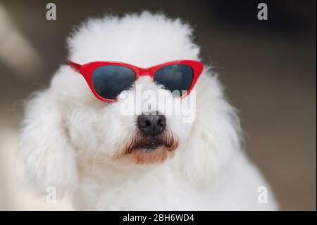 Chien de bouée dans des lunettes de soleil rouges portrait vue rapprochée Banque D'Images