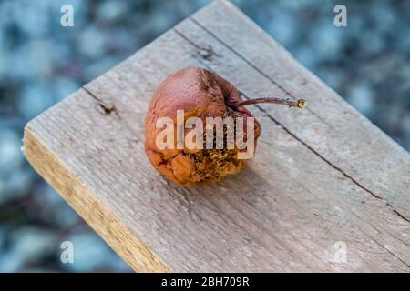 Rotten pomme sur le banc. Battez les pommes. Récolte gâtée. Banque D'Images