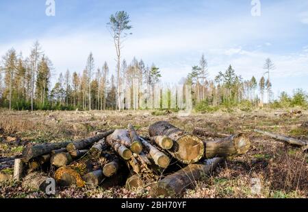 Déforestation, conifères dans une forêt dans la campagne en Rhénanie-Palatinat, Allemagne, Europe occidentale Banque D'Images