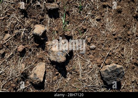 Matériel i Terra volcànica conreda per sur va passar la colada de lava del Volcà del Puig d'Adri, Canet d'Adri, Gironès, Catalunya Banque D'Images