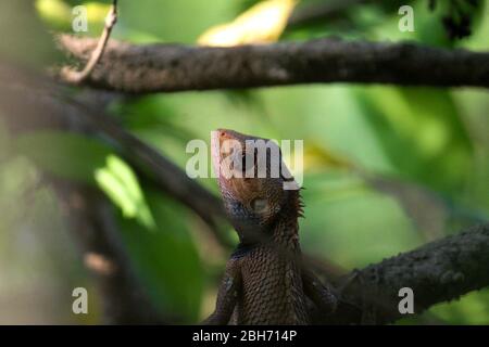 Un Lizard de jardin commun sur un arbre Banque D'Images