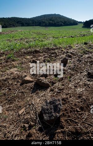 Matériel i Terra volcànica conreda per on va passar la colada de lava del Volcà del Puig d'Adri (al fons el Puig d'Adri), Canet d'Adri, Gironès, Cata Banque D'Images