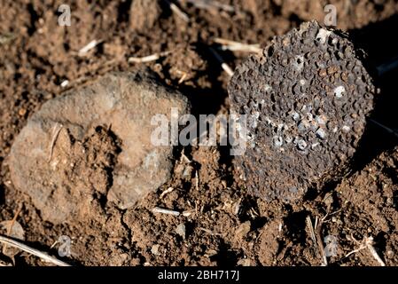 Matériel i Terra volcànica conreda per sur va passar la colada de lava del Volcà del Puig d'Adri, Canet d'Adri, Gironès, Catalunya Banque D'Images