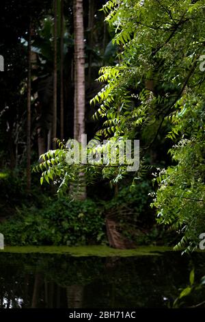 Prise verticale d'UNE branche de Neem Tree s'étendant sur UN étang. Banque D'Images