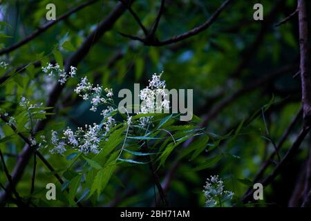 Fleurs de Neem sur UN arbre de Neem. Banque D'Images