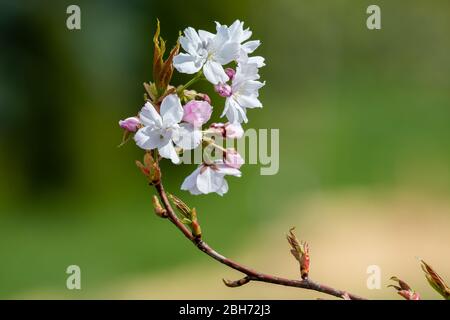 Gros plan sur la fleur d'Apple. Faible profondeur de champ gris Banque D'Images