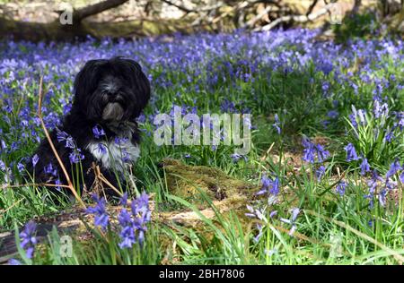 Bluebell fleurs dans les bois à Ashridge Estate Berkhamsted Herts Royaume-Uni Banque D'Images