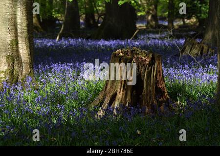 Bluebell fleurs dans les bois à Ashridge Estate Berkhamsted Herts Royaume-Uni Banque D'Images