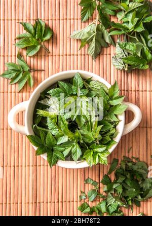 Utilisation de jeunes feuilles de goutades fraîches pour la nourriture au printemps. Aegopodium podaglaria communément appelé aîné de terrain, herbe gerard, la mauvaise herbe de l'évêque, goutte wort. Banque D'Images