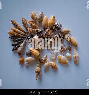 Petites coquillages du Pacifique. Collection Seashell Banque D'Images