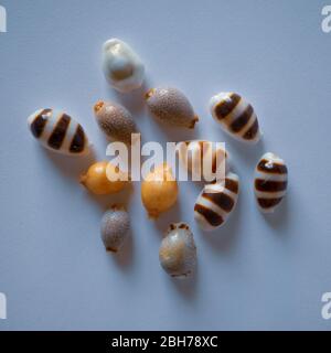 Collection Small Pacific Shell. Indo-Pacific Seashells Banque D'Images